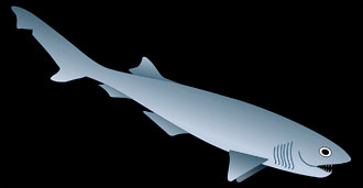Hexanchus griseus, the sixgill shark